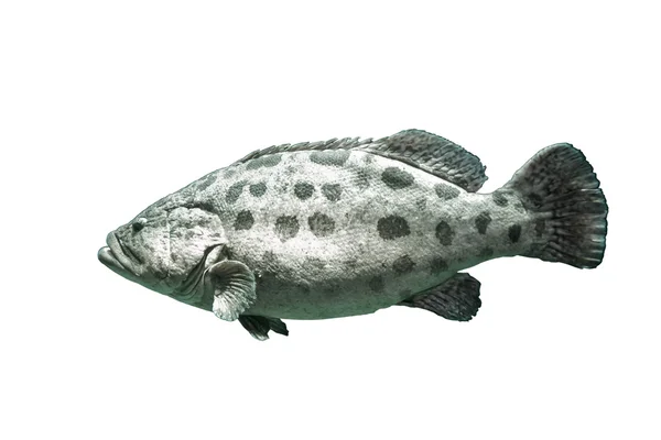 Orfoz kahverengi benekli