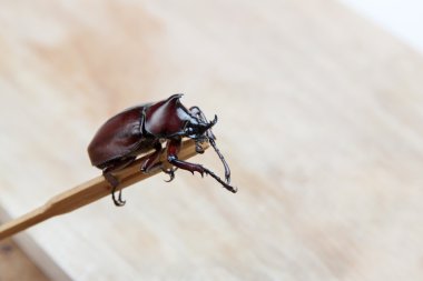 ahşap üzerine büyük tek boynuzlu böcek