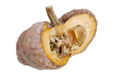 uzun zamandır kabak incelemek