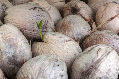 Kazıklı Hindistan cevizi içinde çimlenme.