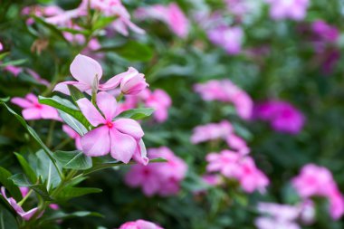 Evergreen Cezayir menekşesi çiçek