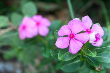 Evergreen Vinca Flowe