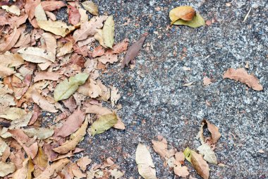 Kuru beton yapraklarda kahverengi