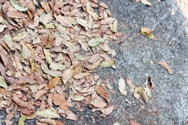 Trocknen die Blätter auf Beton braun — Stockfoto