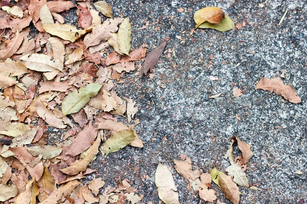 Faire sécher les feuilles sur du béton — Photo