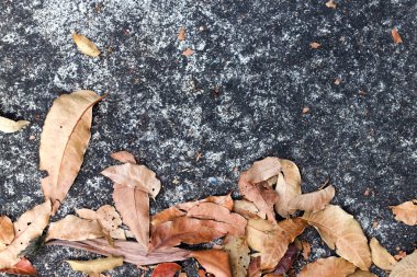 Kuru beton yapraklarda kahverengi