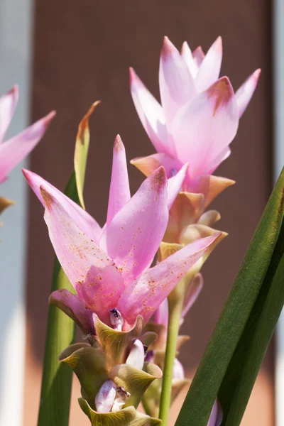 Flower Siam Tulip and green leaves — Stock Photo, Image