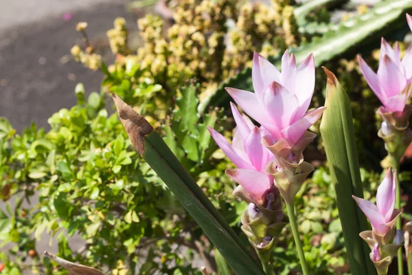 Flower Siam Tulip and green leaves — Stock Photo, Image