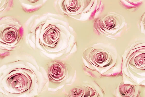 Rosas fundo . — Fotografia de Stock