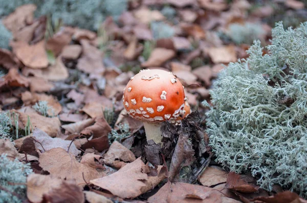 Fly Agaric Amanita Muscaria Grey Moss Toxic Inedible Mushroom Its — Stock Photo, Image