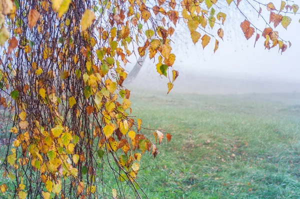 Birkenzweige Mit Bunten Herbstblättern Und Tautropfen Auf Verschwommenem Tuvan Hintergrund — Stockfoto