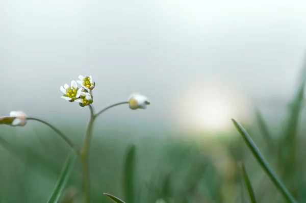 Gün doğumu, bahar sabahı erken saatlerde, gökyüzünde yabani bir çiçek...