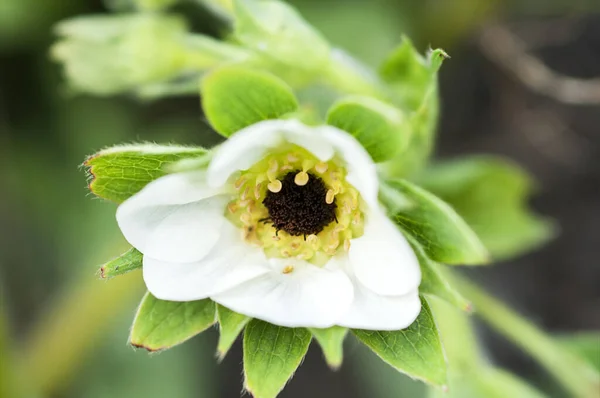 Donduktan sonra çilek içinde siyah çekirdek, hasat eksikliği tehlikesi