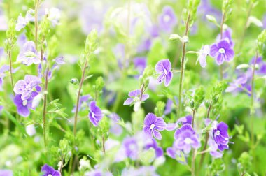 Yaban çiçekleri, güneşli bir günde beni unutmayan çayırlar, seçici bir odak noktası