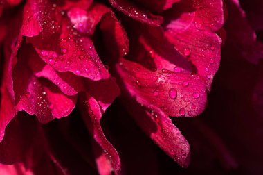 Çiy damlalı şakayık çiçeği, makro fotoğraf.