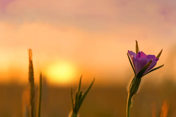 Gün batımı, ön planda yabani çiçek. Arkaplan için yaz manzarası