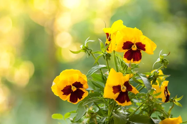 Closeup Colorful Pansy Flower Blurred Green Background — Stock Photo, Image