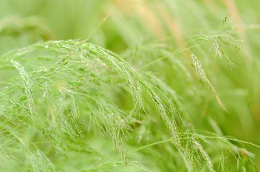 Islak çimenlerin üzerindeki çiy ya da yağmur damlaları güneşli havalarda
