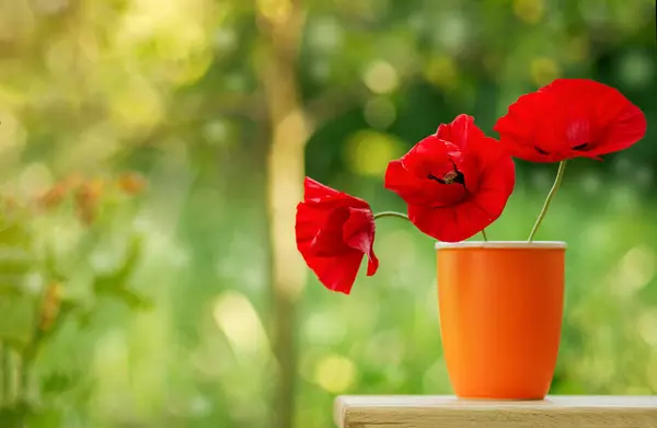 Bir papatya buketi doğa arka planında.