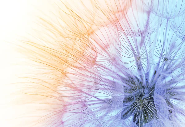 Dandelion Seeds Close Blue Orange Sky Background 로열티 프리 스톡 사진