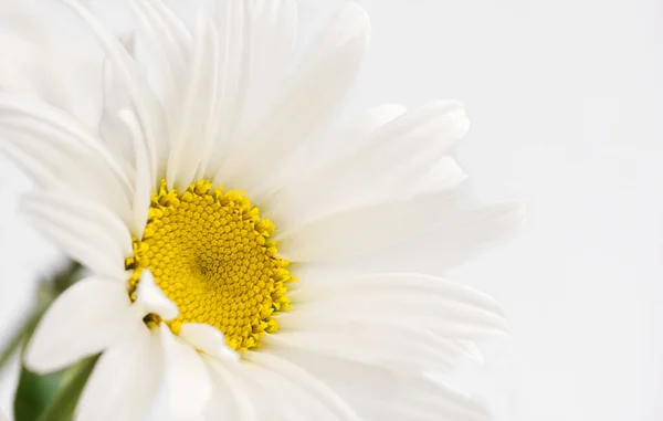 Big White Chamomile Daisy Photo Place Text 스톡 사진