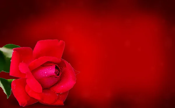 One Red Rose Red Durk Background Place Text — Stock Photo, Image