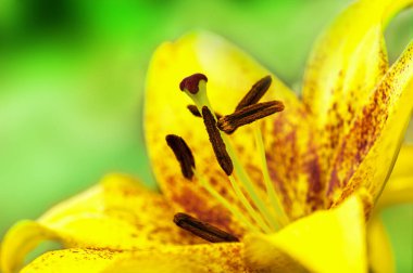 Bulanık doğal arka planda güzel sarı zambak  