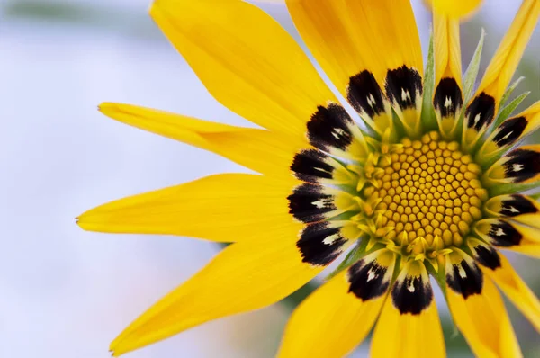 Yellow Gazania Close Light Background — Stock Photo, Image