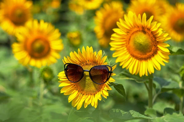 Bir grup ayçiçeği, biri güneş gözlüklü.
