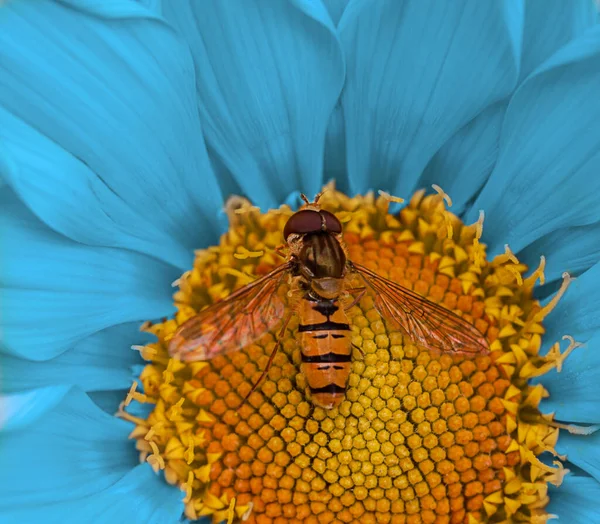 Üzerinde bir böceğin oturduğu sarı merkezli mavi çiçek.