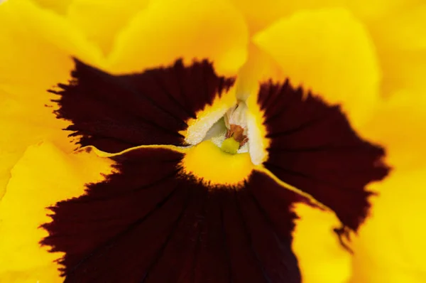 Sarı keman çiçeği, yakın plan, doğal arka plan.,