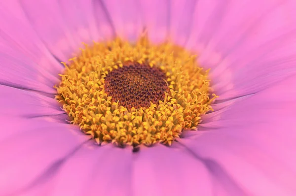 Pink Flower Close Natural Background — Stockfoto