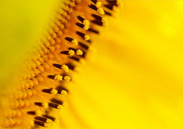 Bir ayçiçeğinin Macro fotoğrafı. Çiçeklerin tozlaşması