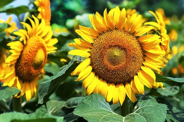 Bir grup büyük ayçiçeği, doğa çiçeği arka planı.