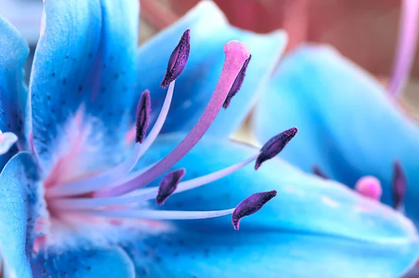 Beautiful Fairy Blue Lily Blurred Natural Background — Stock Photo, Image