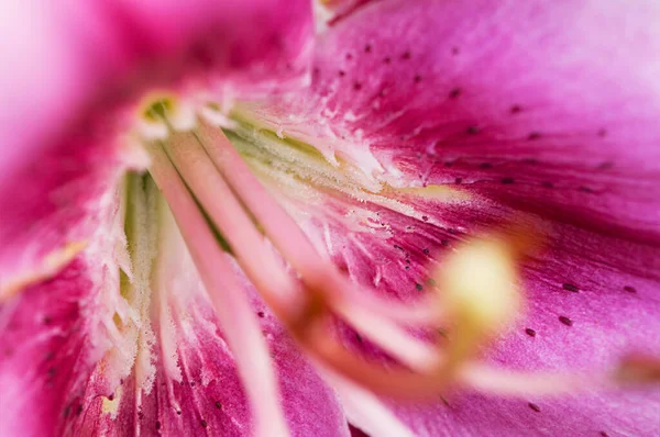 Beautiful Pink Lily Blurred Natural Background — Stock Photo, Image