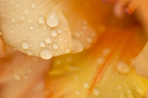 Orange Gladiolus Raindrops Macro Photo Abstract Floral Background — Stock Photo, Image