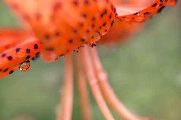 Yeşil arka planda şeffaf damlalarla siyah noktalı muhteşem turuncu zambak.