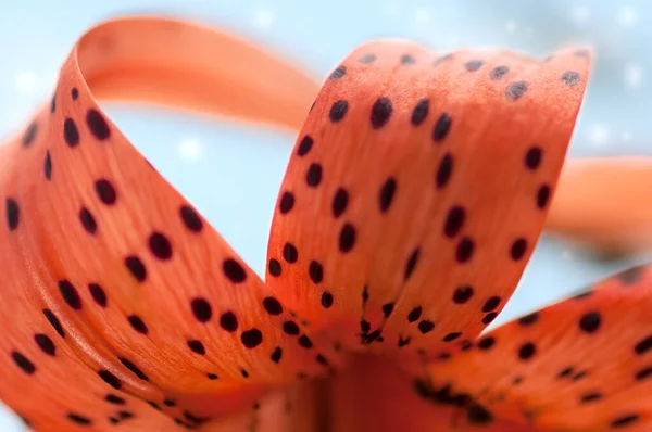 turuncu zambak yaprakları mavi gökyüzü arkaplanını kapatır