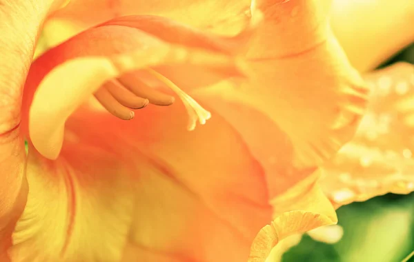 Orange Gladiolus Macro Photo Abstract Floral Background — Stock Photo, Image