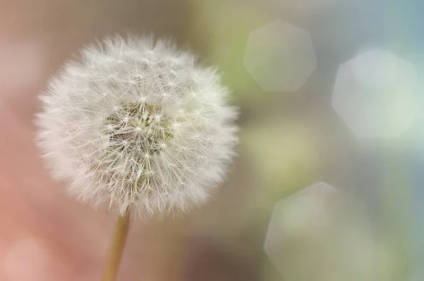 Witte Pluizige Paardebloem Zaden Close Natuurlijke Achtergrond — Stockfoto