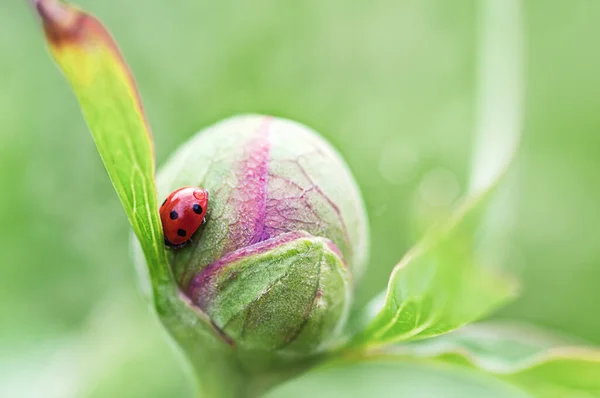 Üzerinde uğurböceği olan şakayık tomurcuğu.