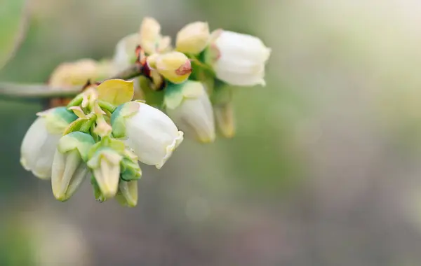 Böğürtlen çiçekleri, fotokopi alanı ile fotoğraf