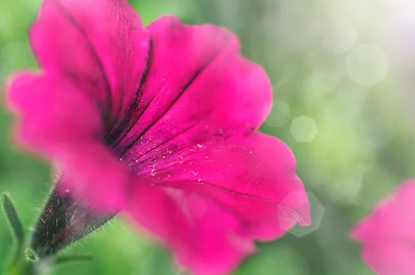 Flor Petunia Púrpura Cerca —  Fotos de Stock