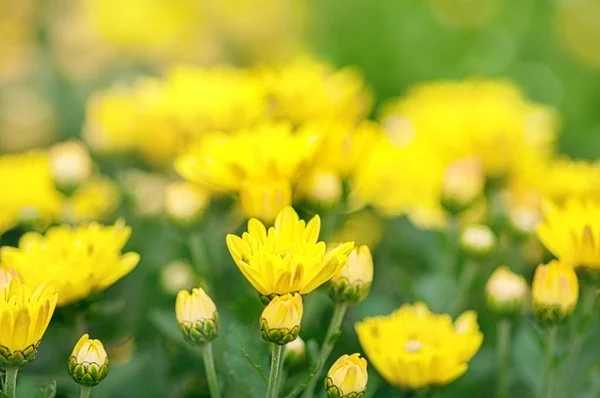 Bush Yellow Chrysanthemums Selective Focus Autumn Background — Stock Photo, Image