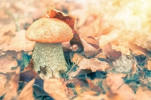 One birch mushroom with an orange cap in a fallen dry tree leaf