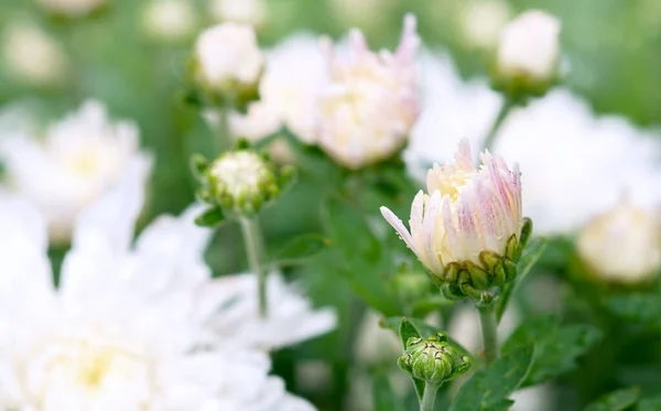 Part Bouquet White Chrysanthemums Selective Focus — Stock Photo, Image