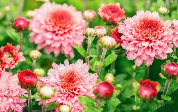 Bush Pink Chrysanthemums Selective Focus Autumn Background — Stock Photo, Image