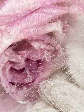 bir gül pembe organik soyutlama