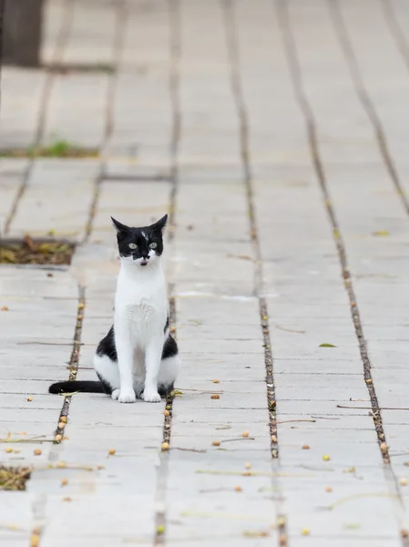 Черно-белая кошка, сидящая на ковре — стоковое фото